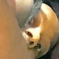 ivythepuppy Desnuda